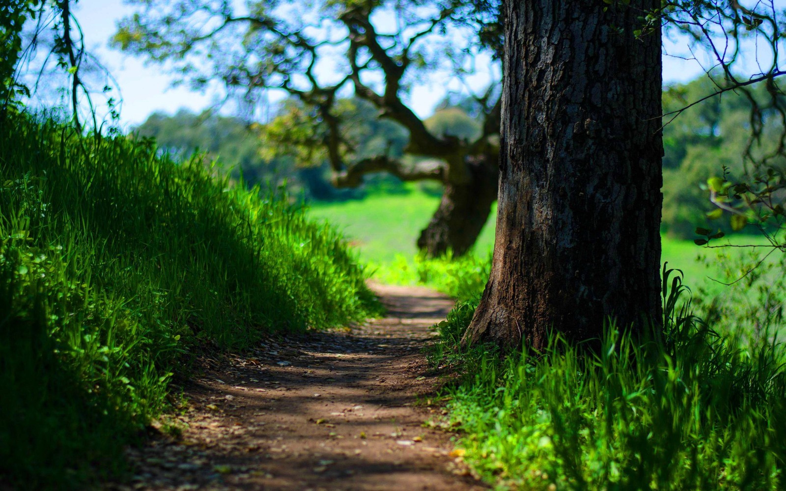 Um primeiro plano de um caminho de terra entre duas árvores em um campo (verde, natureza, árvore, vegetação, grama)