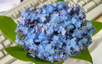 Blauer Blumenstrauß mit zarten Vergissmeinnicht und üppigen grünen Blättern