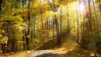 Sendero otoñal iluminado por el sol a través de un bosque caducifolio