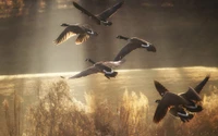 Gänse im Flug bei Sonnenaufgang