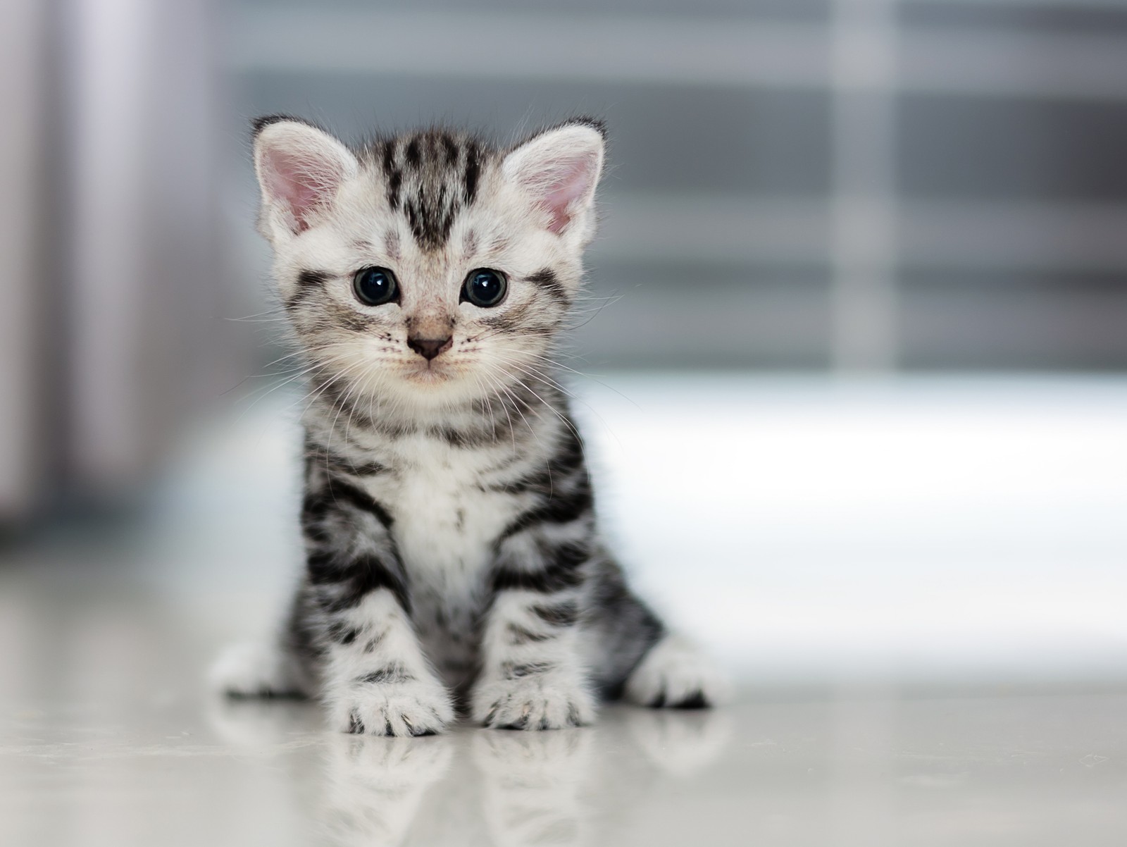 Baixar papel de parede american shorthair, gatinho, gato tigrado, raça de gato, raça