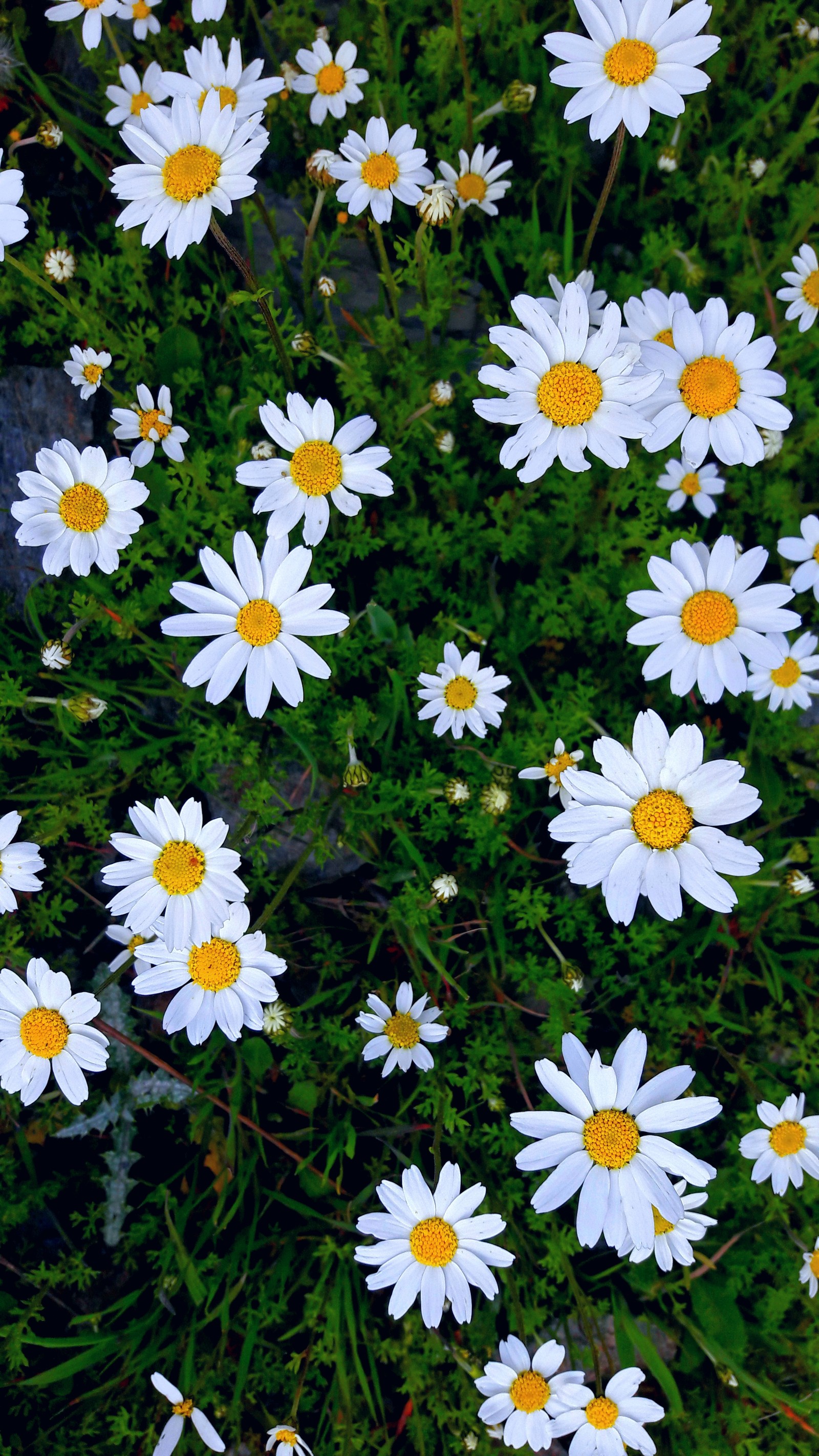 Eine nahaufnahme eines straußes weißer blumen mit gelben zentren (klasse, gänseblümchen, blume, bilder)