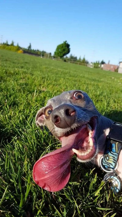 cachorro, diversão, funny dog, feliz, amor