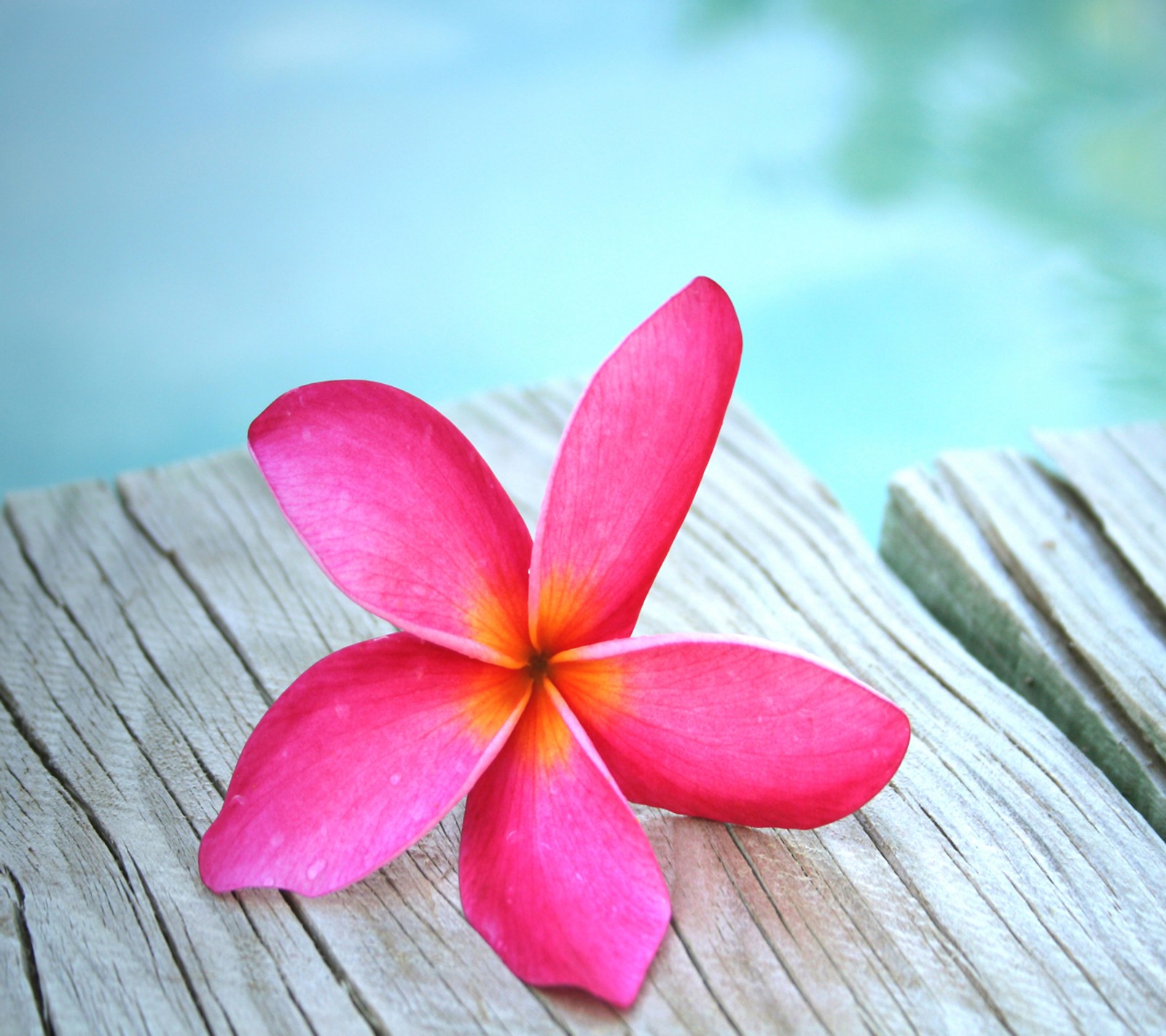 Flor rosa sobre una mesa de madera al lado de una piscina con agua azul (hermoso, flor)