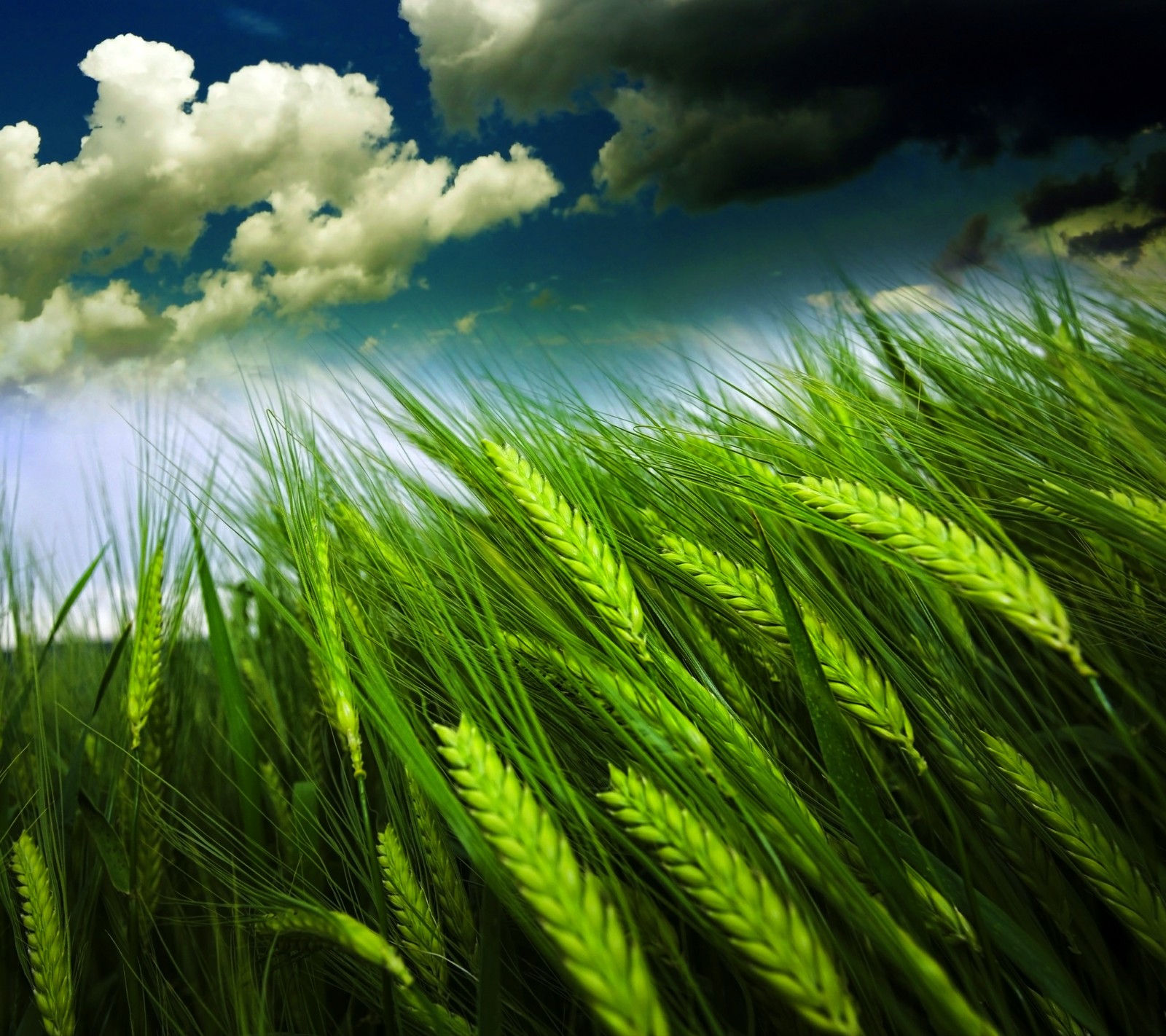 A close up of a field of green grass with a blue sky in the background (blue, clouds, field, green, sky)