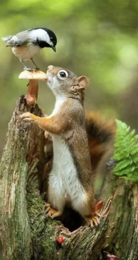 vogel, eichhörnchen