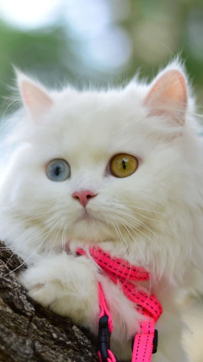 Gatinho branco encantador com olhos únicos