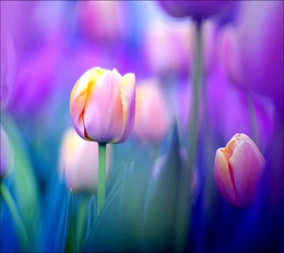 Douces tulipes violettes en fleurs