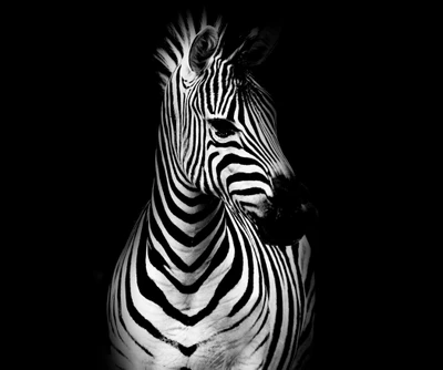 Zebra majestosa contra um fundo escuro