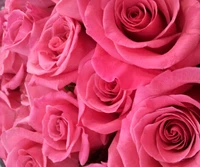 Rosas pink vibrantes em plena floração