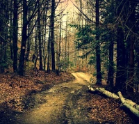 A serene forest path winding through bare trees and fallen leaves.