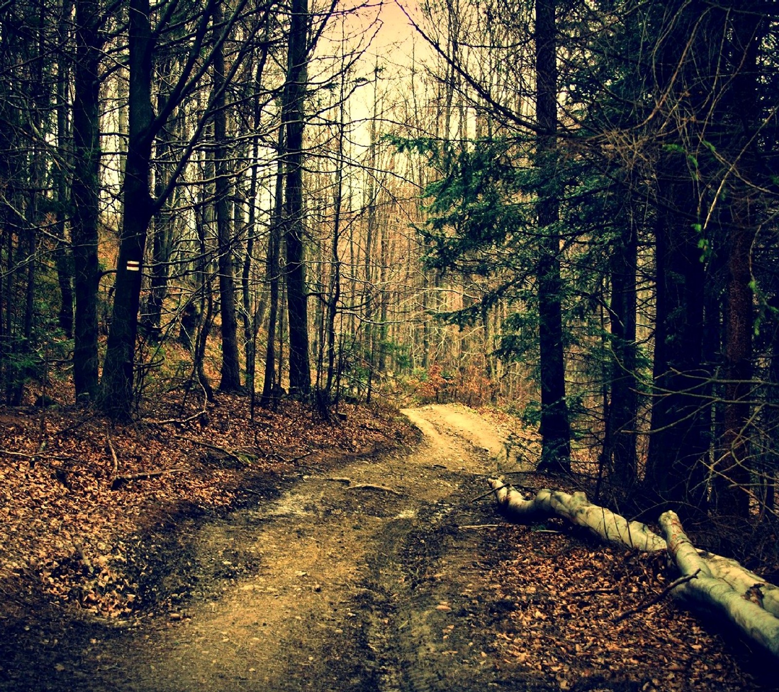 Une route en terre entourée d'arbres et de feuilles (nature)