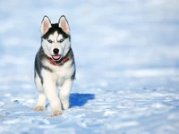 Verspielter Husky-Welpe in schneebedeckter Landschaft