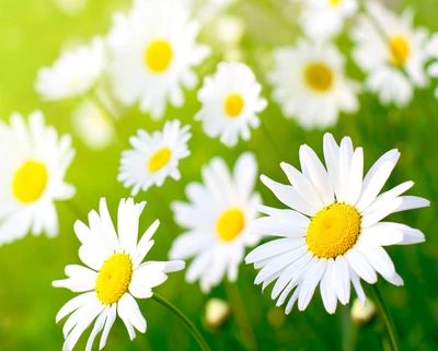 gänseblümchen, feld, weiße blumen