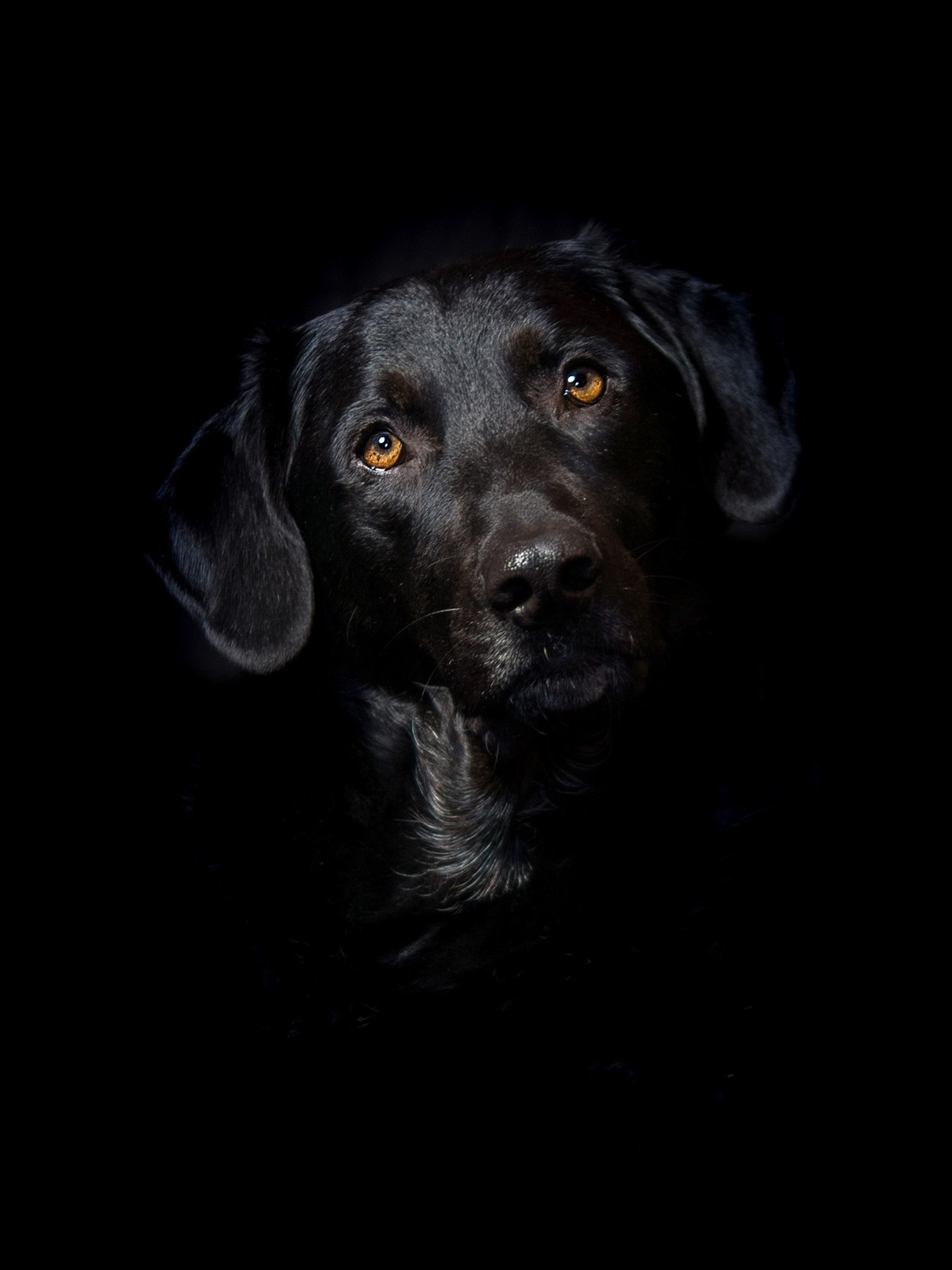 Hay un perro negro mirando a la cámara (fondo, negro, perro, perros, cachorro)