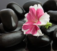 black spa stones, flor rosa