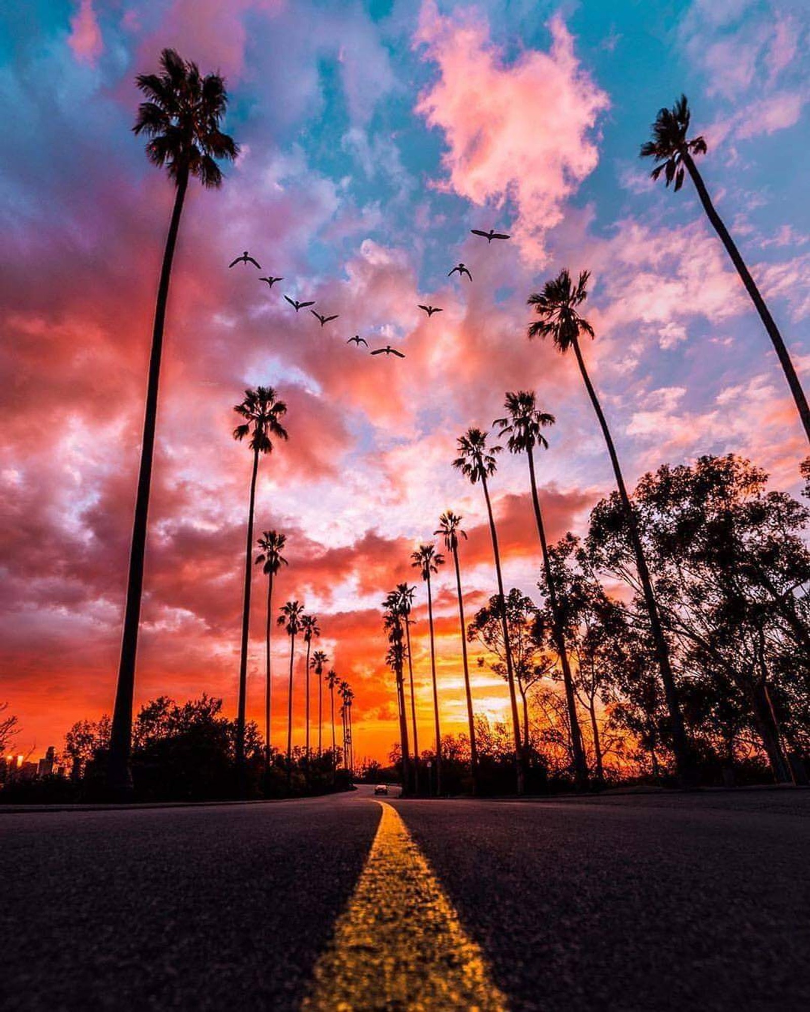 Eine ansicht einer straße mit palmen und einem sonnenuntergang (palmen, straße, sonnenuntergang)