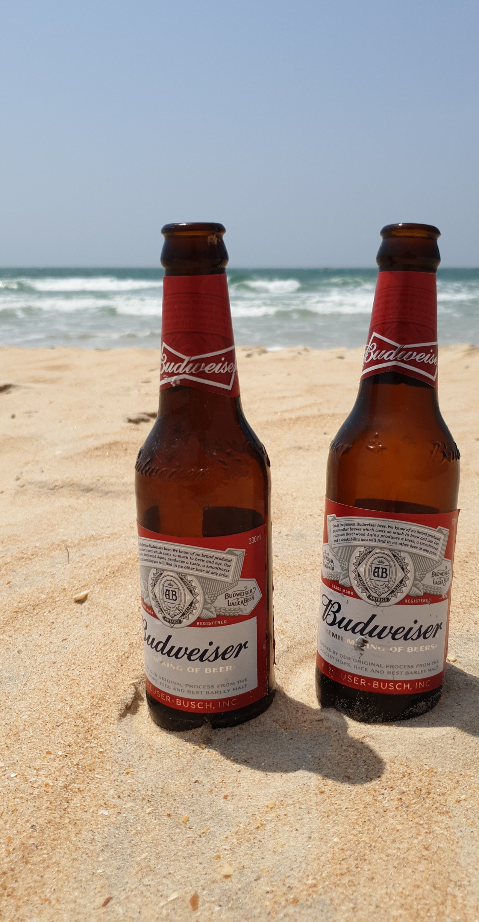 Dos botellas de cerveza budweiser sentadas en una playa de arena (cerveza, bebidas)