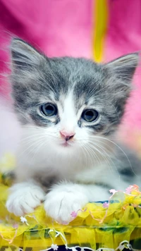 animal, gato, chat, gatinho