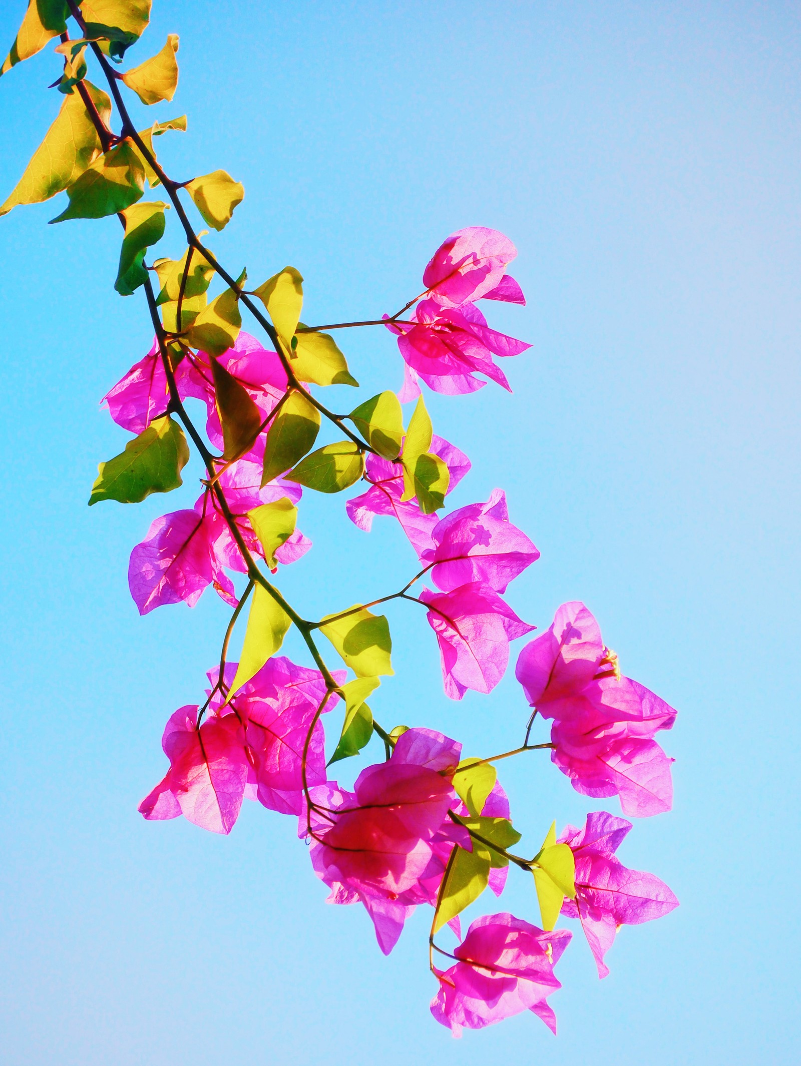 Purple flowers are growing on a branch against a blue sky (beautiful, blue, leaves, nature, sky)