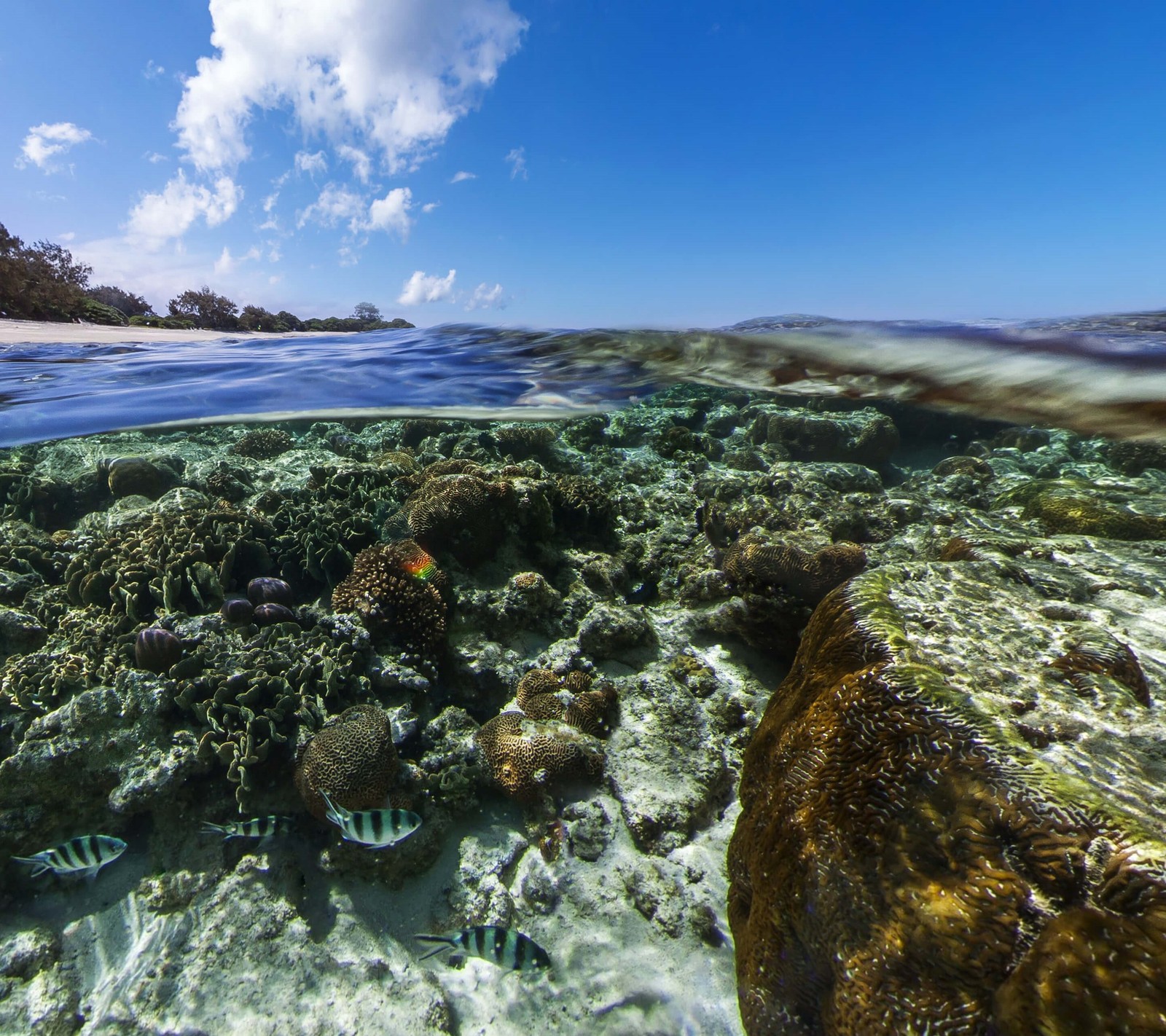 A view of a coral reef with a variety of fish swimming (android, coral, droid, fish, google)