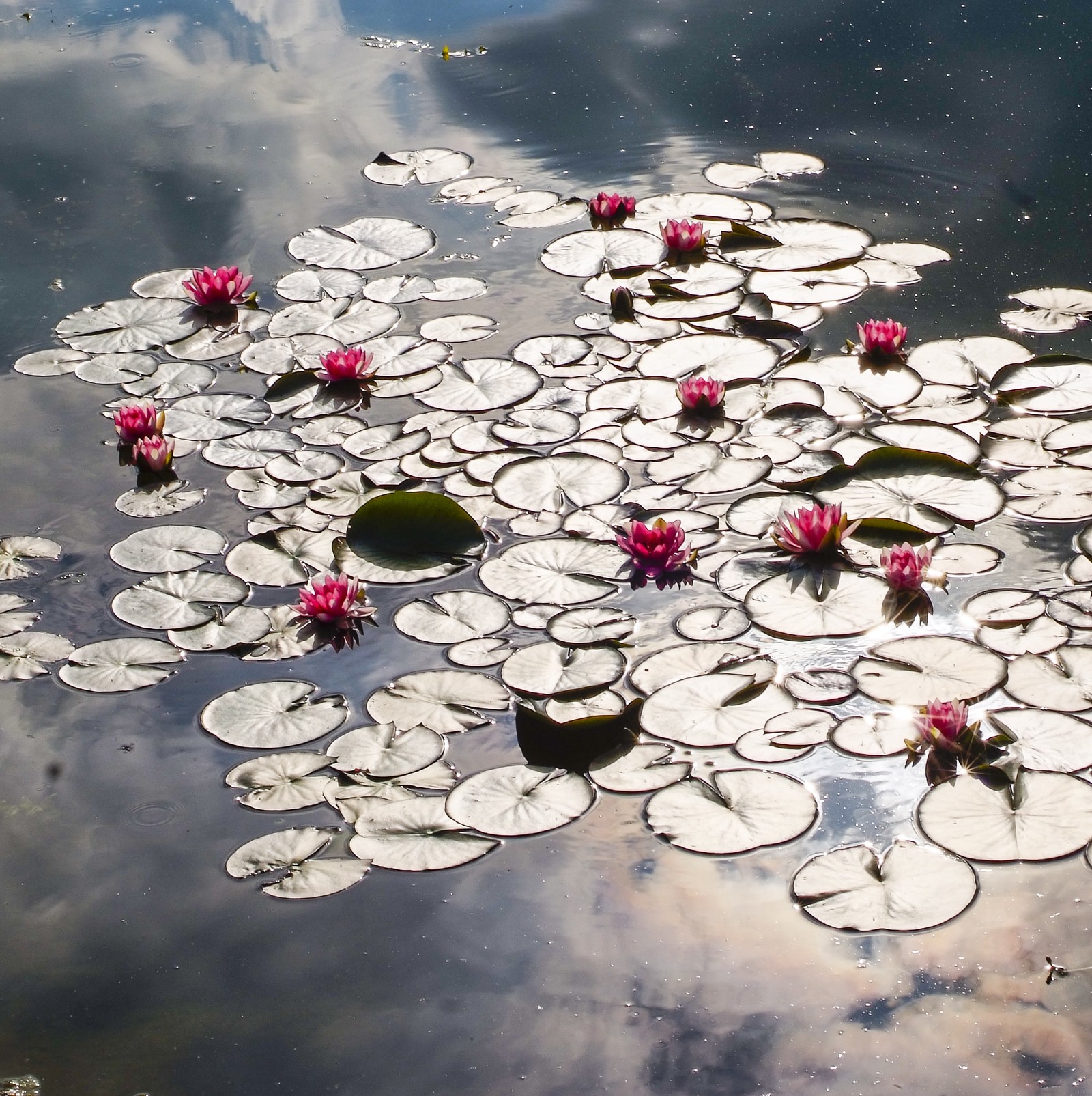 Il y a de nombreux nénuphars flottants à la surface d'un étang (fleurs, lac, pfurman, summmer, water lilly)