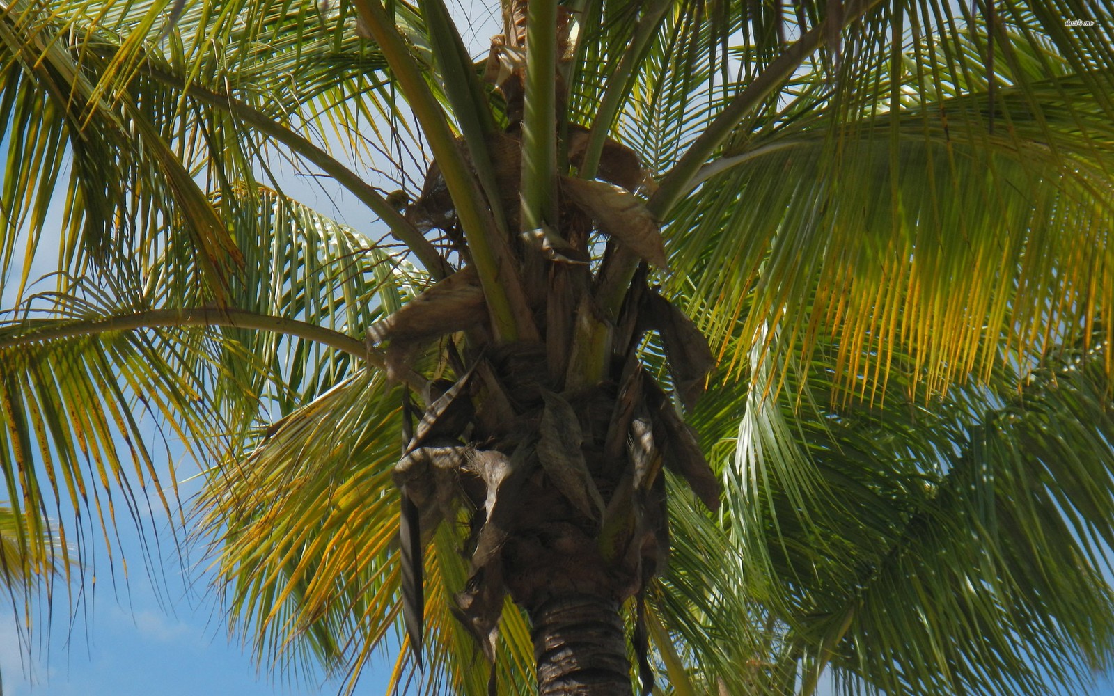 Duas aves empoleiradas em uma palmeira com um céu azul ao fundo (vegetação, coco, árvore, palmeira, planta)