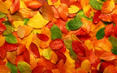 Vibrant Autumn Leaves: A Tapestry of Red, Orange, and Yellow