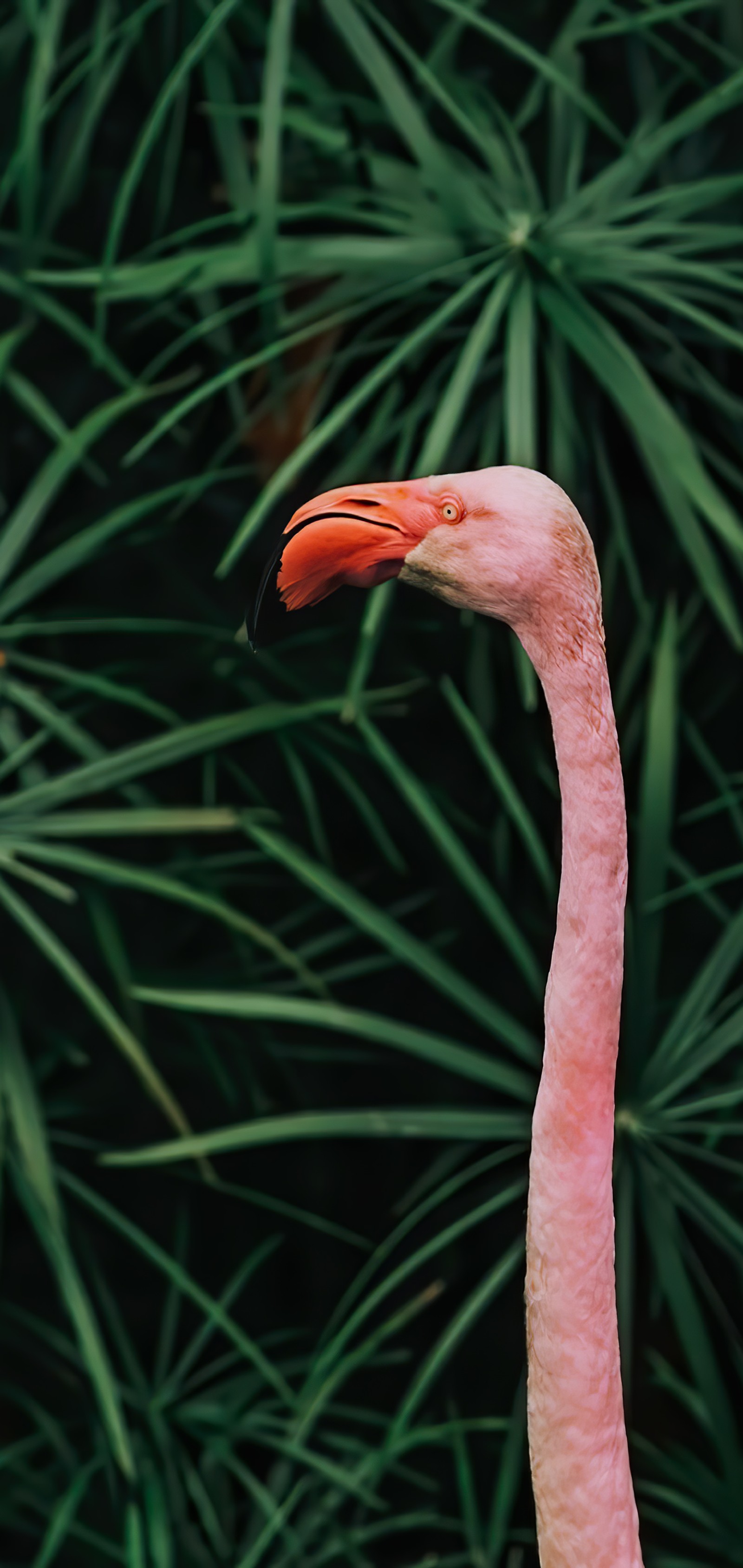 There is a pink flamingo standing in front of a bush (beak, plant stem, biology, science, bird)