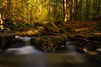 forest, water stream, autumn, fall foliage, autumn leaves wallpaper