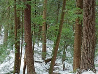 Sérénité silencieuse d'une forêt de feuillus du nord