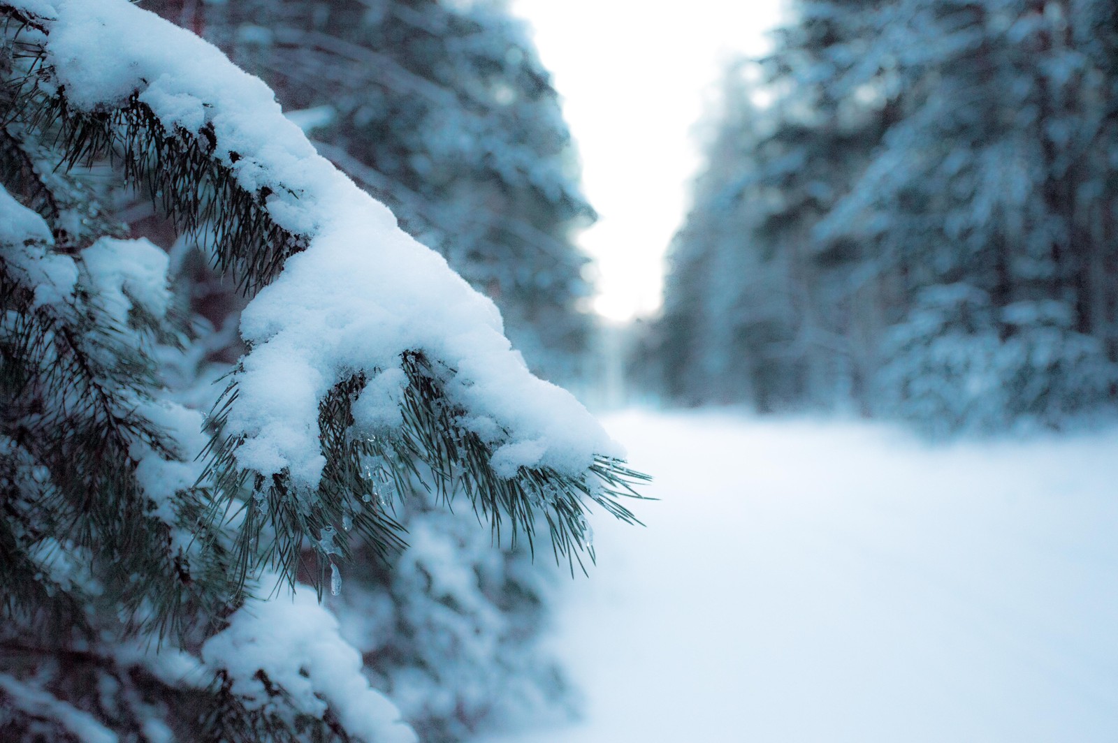 There is a snow covered tree in the middle of a snowy forest (snow, winter, freezing, tree, frost)