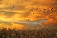 sunset, evening, morning, cloud, grass family wallpaper