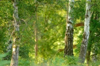 bouleau, arbre, nature, forêt, boisé