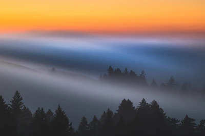 Amanecer brumoso sobre un paisaje forestal sereno