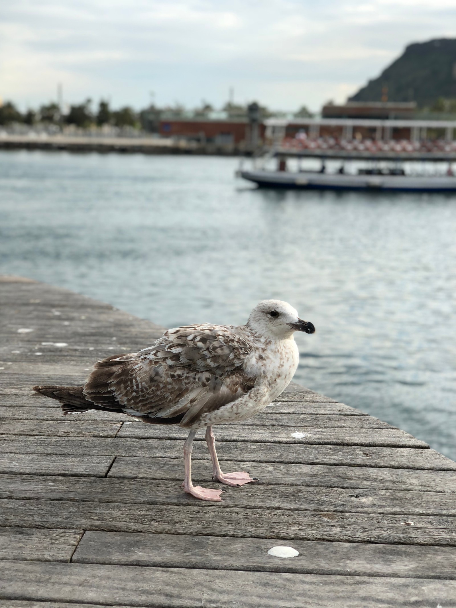 Un oiseau se tient sur un quai près de l'eau (mouette rieuse, goéland, eau, plan deau, bois)