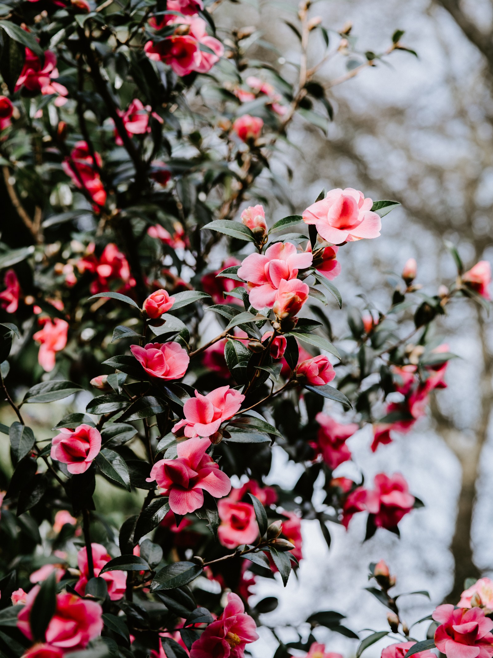 Il y a un buisson de fleurs avec des fleurs roses en arrière-plan (fleur, plante à fleurs, plante, pétale, printemps)