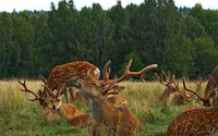 A serene gathering of spotted deer resting in a lush grassland, surrounded by a vibrant green forest backdrop.