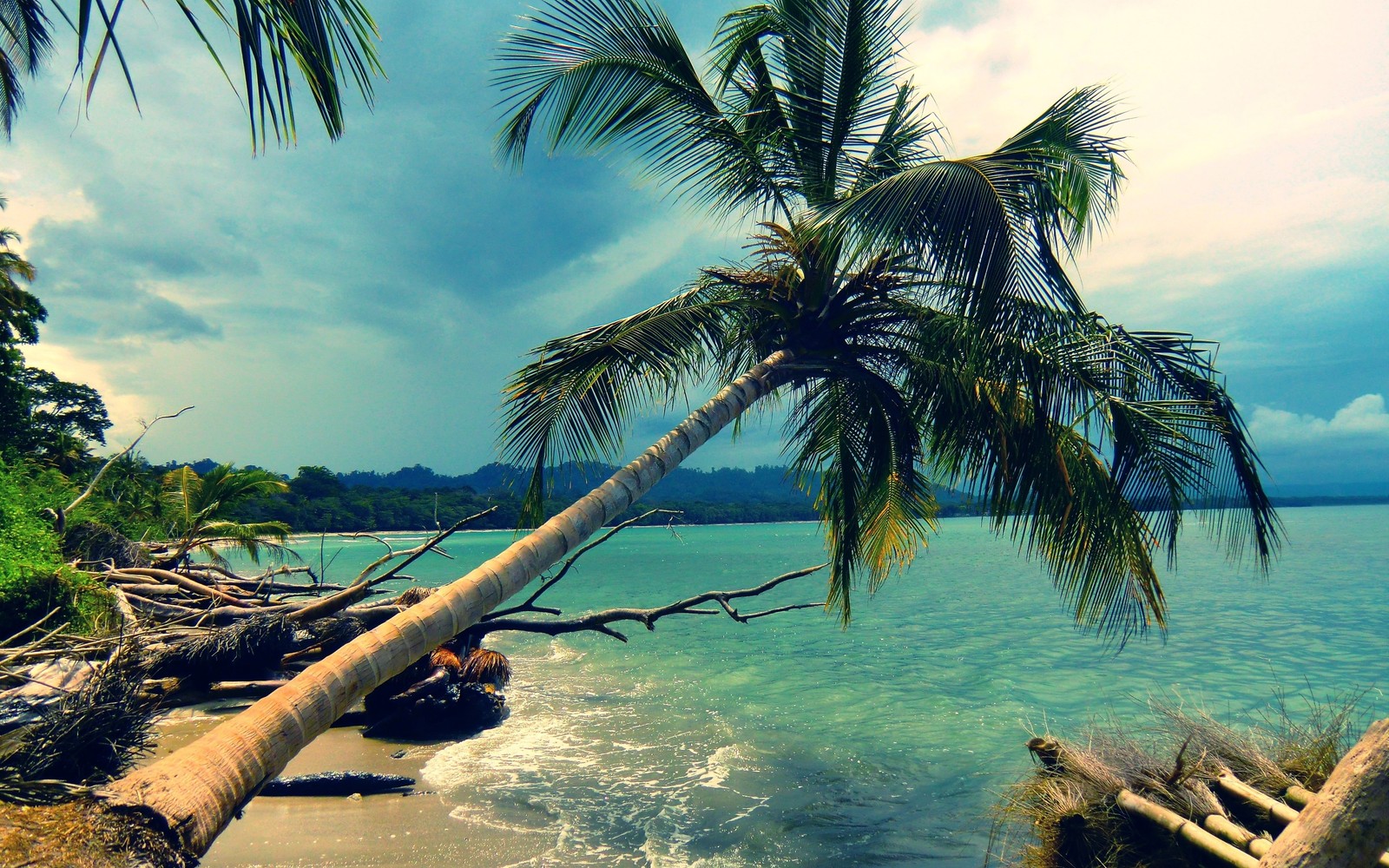 A view of a beach with a palm tree leaning over the water (palm trees, tree, tropics, palm tree, caribbean)