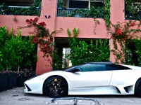 Elegante Lamborghini Murciélago branco estacionado em meio a uma vegetação vibrante e acentos florais.