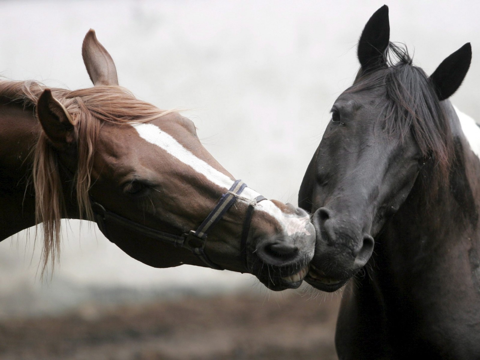 Há dois cavalos que estão parados perto um do outro no campo (juba, garanhão, égua, cavalo mustang, equipamento equestre)