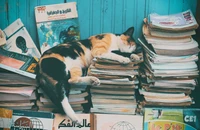 Una gata calico duerme pacíficamente sobre una pila de libros vintage, rodeada de coloridas portadas de revistas.