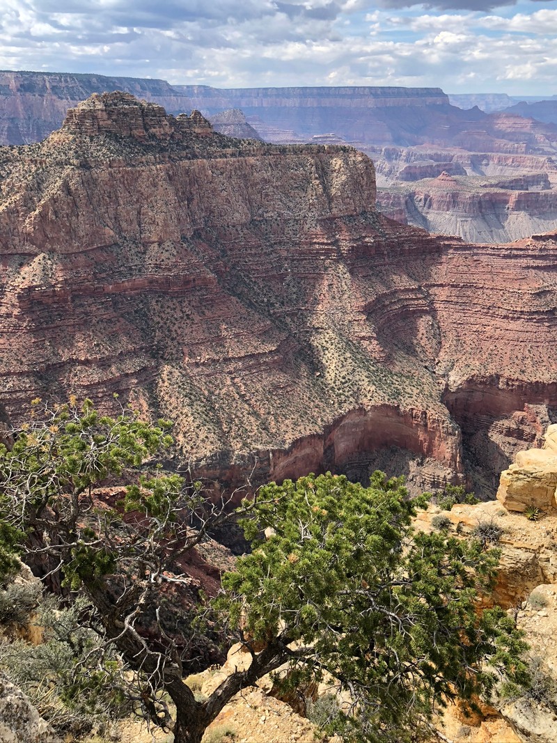 Жирафы на утесе с видом на каньон и дерево (гранд каньон, grand canyon, горные образования, выступ, растительное сообщество)