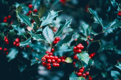 Hawthorn Berries on Lush Green Foliage