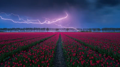 Vibrant Tulip Field Under Dramatic Lightning Skies