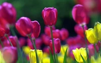 Tulipas vibrantes em magenta e amarelo em flor