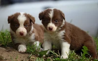 Two adorable brown and white puppies playfully exploring grass.