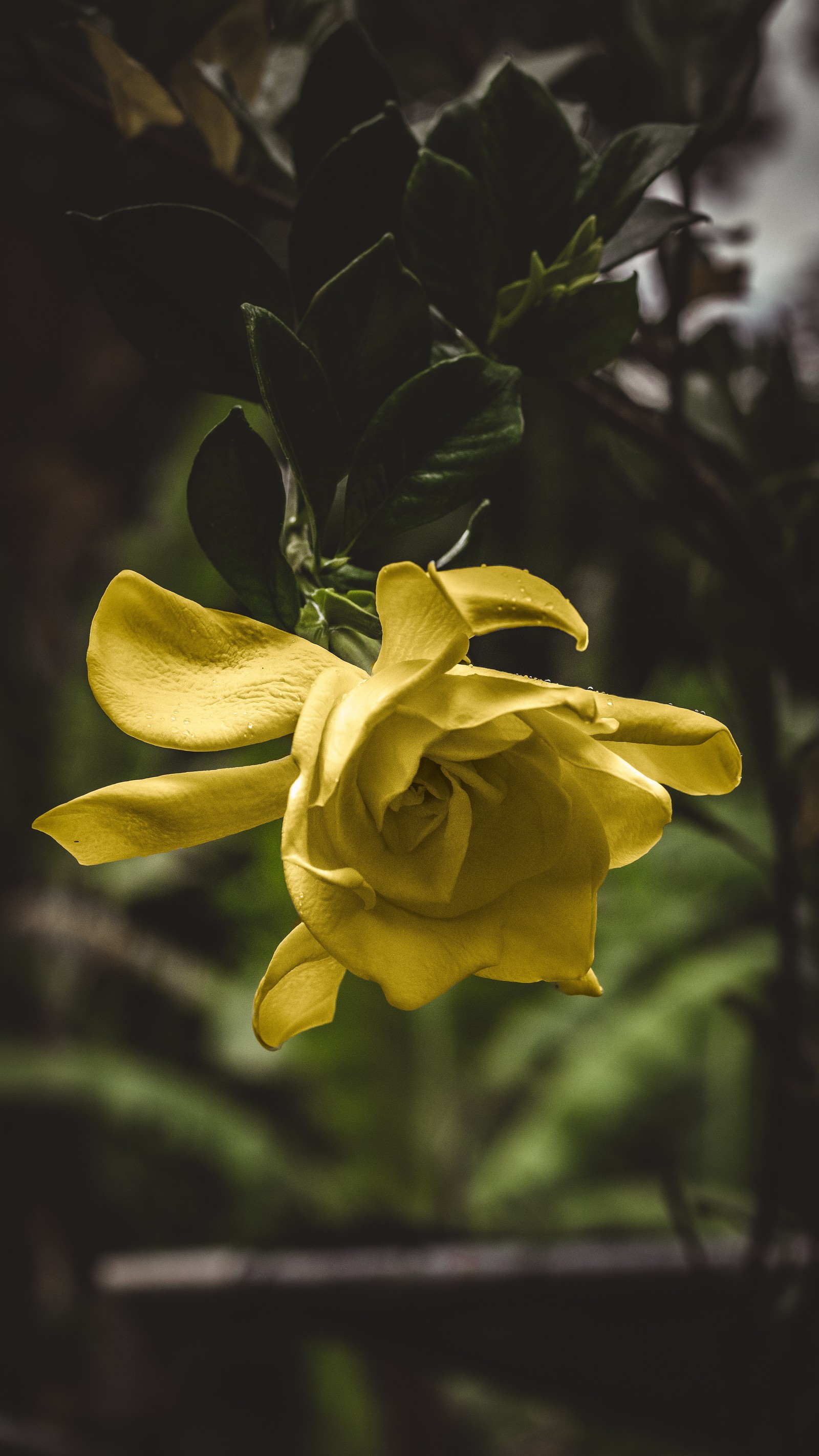 Baixar papel de parede flor, planta com flores, amarelo, pétala, planta