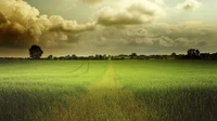 Lush green rice paddy under a moody sky, with grazing paths leading through the serene landscape.