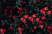 Roses rouges vibrantes en fleurs au milieu d'un feuillage vert luxuriant